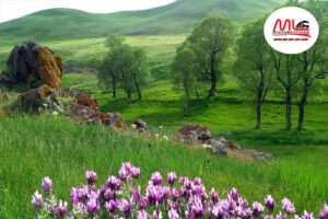 حمل-بار-به-سراب